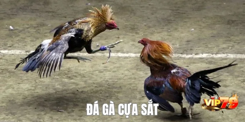 Đá gà cựa sắt - hình thức đá gà VIP79 nổi tiếng với những trận đấu ấn tượng.
