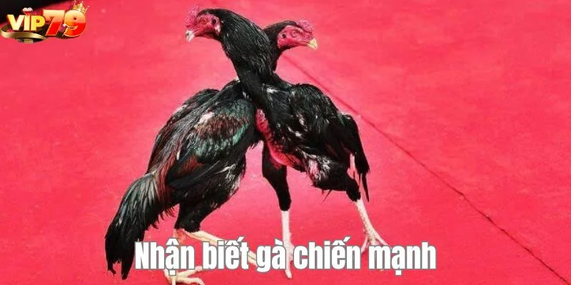 Nắm bắt cách nhận biết chiến kê mạnh để có cơ hội thắng cược trúng thưởng lớn.